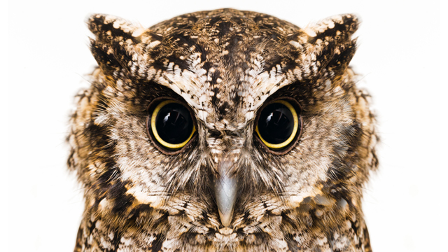 Money-Wise Owl 640x360