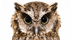 Money-Wise Owl 640x360